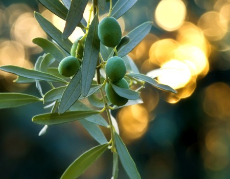 Escorted Tours: Palestine & Beyond